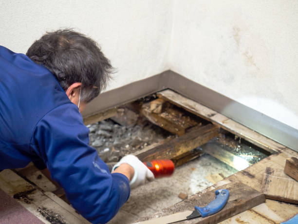 Best Mold Damage Repair  in Woodland Hills, UT
