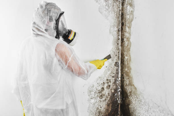 Best Mold Removal and Inspection  in Woodland Hills, UT
