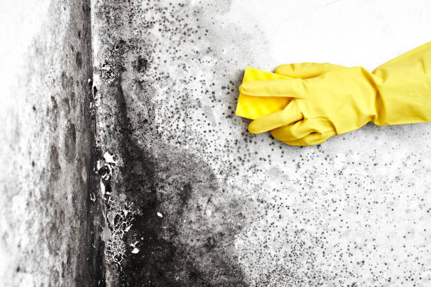 Best Mold Remediation Services  in Woodland Hills, UT