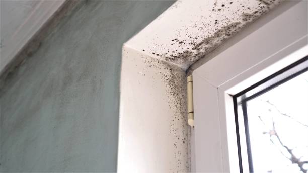 Best Toxic Mold Removal  in Woodland Hills, UT