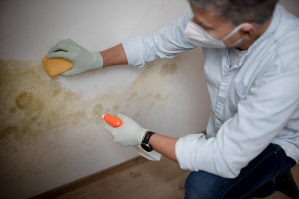 Best Local Mold Removal Service  in Woodland Hills, UT