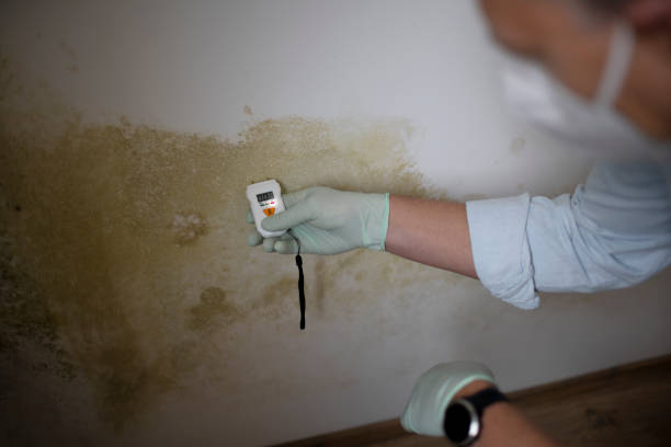 Best Mold Testing  in Woodland Hills, UT