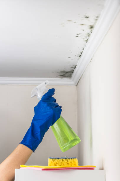 Best Commercial Mold Removal  in Woodland Hills, UT