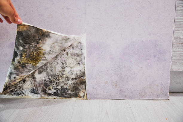 Best Black Mold Removal  in Woodland Hills, UT